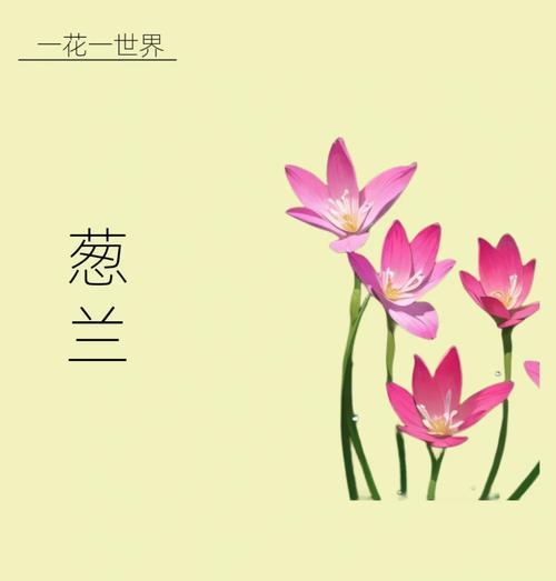 什么花寓意着爱情？它的象征意义是什么？