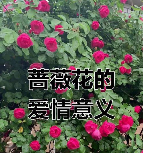 什么花寓意着爱情？它的象征意义是什么？