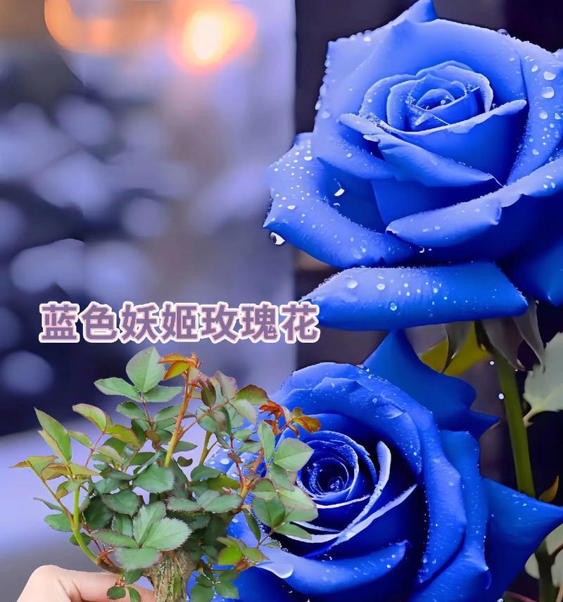 蓝色玫瑰花数量代表什么？不同数量有何不同含义？