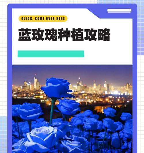 蓝色玫瑰花数量代表什么？不同数量有何不同含义？