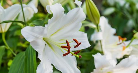 送姐妹白色百合花的寓意是什么？白色百合花有哪些象征意义？