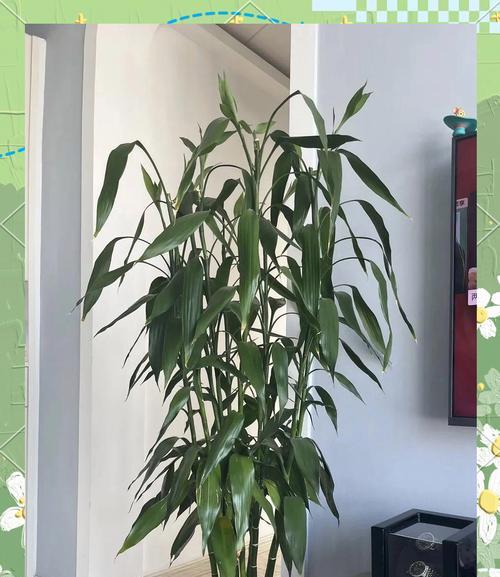 哪种花寓意吉祥和收获？吉祥收获花卉的选择方法是什么？