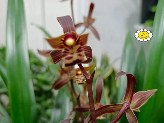 哪种花寓意吉祥和收获？吉祥收获花卉的选择方法是什么？
