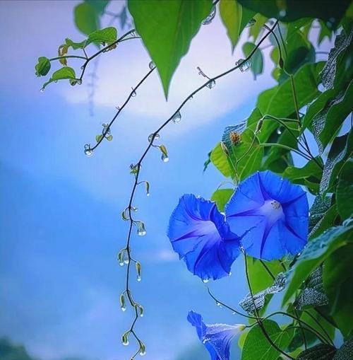 蓝色牵牛花的花语是什么？牵牛花的文化象征有哪些？
