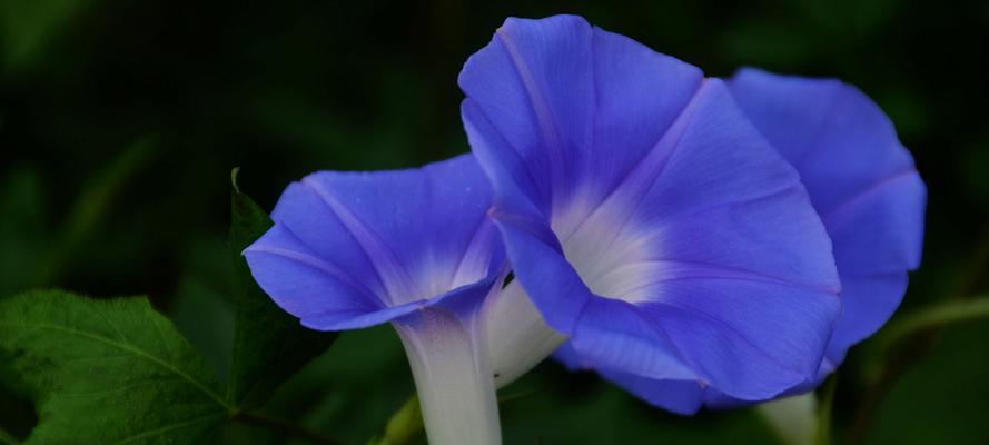 蓝色牵牛花的花语是什么?牵牛花的文化象征有哪些?