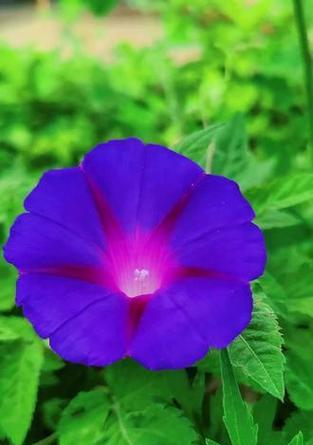 蓝色牵牛花的花语是什么？牵牛花的文化象征有哪些？