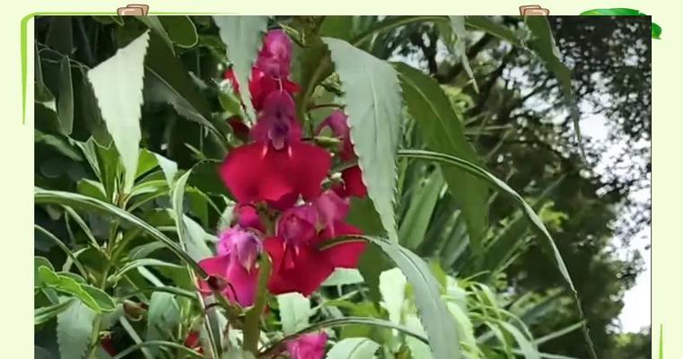 红色指甲花的寓意是什么？红色指甲花有何特别之处？