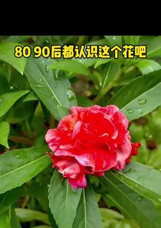 红色指甲花的寓意是什么？红色指甲花有何特别之处？