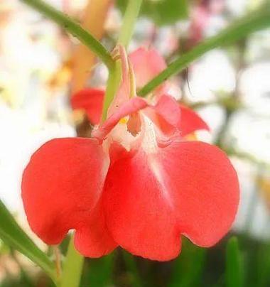 红色指甲花的寓意是什么？红色指甲花有何特别之处？