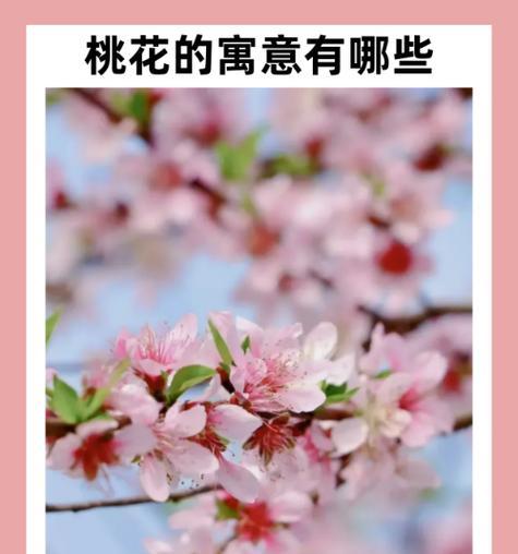 长寿花寓意最好的花语是什么？长寿花的象征意义843