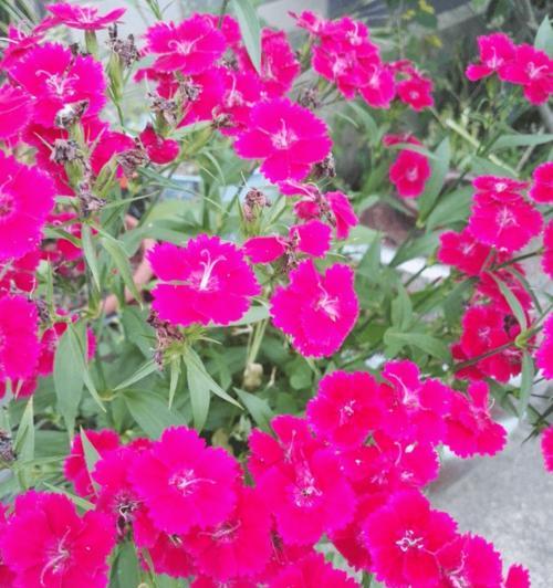 端午节草花蛋糕有什么寓意？草花蛋糕的象征意义是什么？