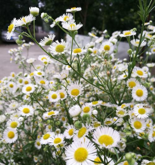 端午节草花蛋糕有什么寓意？草花蛋糕的象征意义是什么？