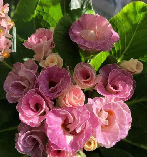 端午节草花蛋糕有什么寓意？草花蛋糕的象征意义是什么？