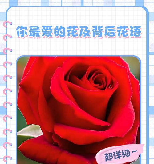 哪种花象征爱情复合？它的花语是什么？
