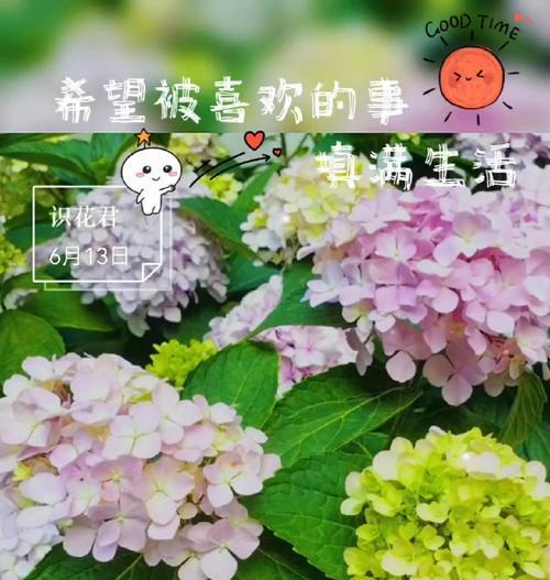 绣球花的爱情寓意与象征是什么？