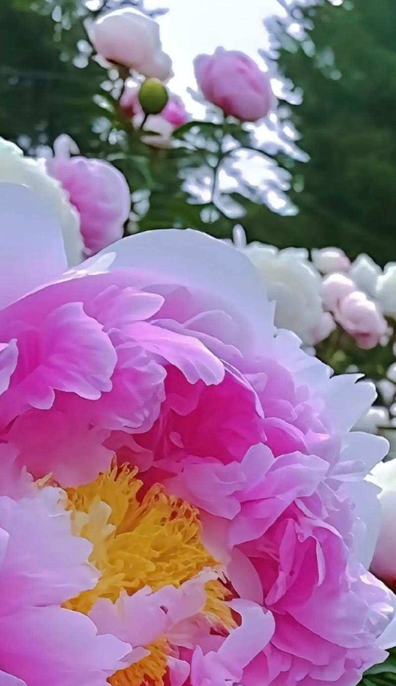 咖色牡丹花的寓意是什么？咖色牡丹花在文化中代表什么？