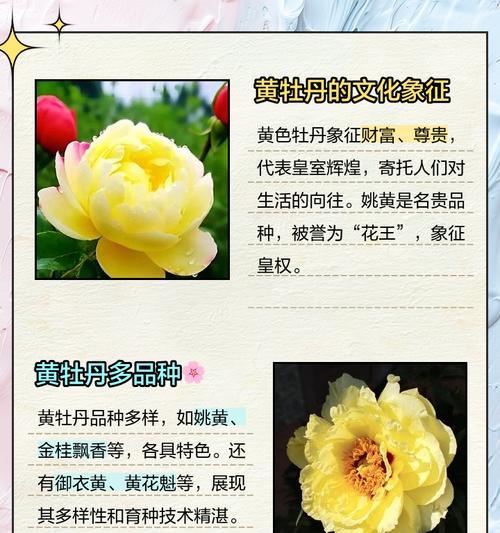 咖色牡丹花的寓意是什么？咖色牡丹花在文化中代表什么？