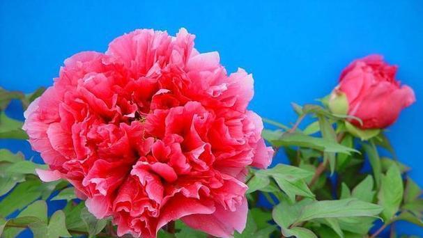 哪种花象征富贵？富贵的花有哪些？