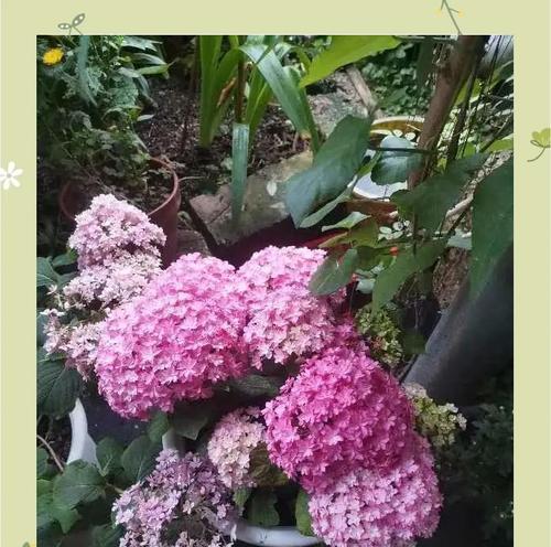 不同颜色的花的不同含义是什么？它们代表了什么？