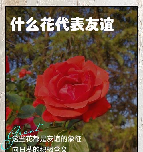 不同颜色的花的不同含义是什么？它们代表了什么？