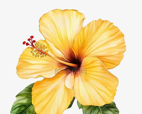 黄色芙蓉花的寓意是什么？芙蓉花颜色的象征意义是什么？