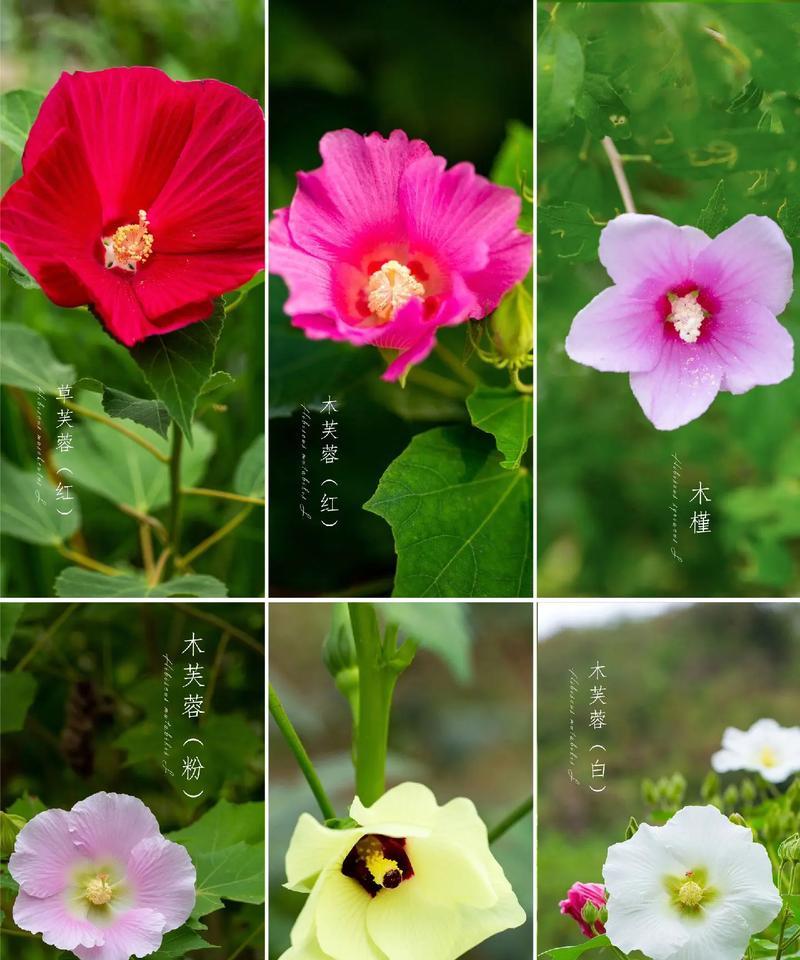 黄色芙蓉花的寓意是什么？芙蓉花颜色的象征意义是什么？