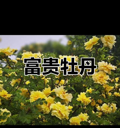 牡丹花为何被视为富贵的象征？
