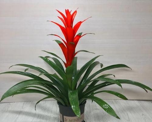 哪种花代表鸿运当头？它的寓意是什么？