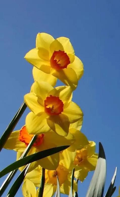 佛塔花是什么颜色？它的花语和寓意是什么？
