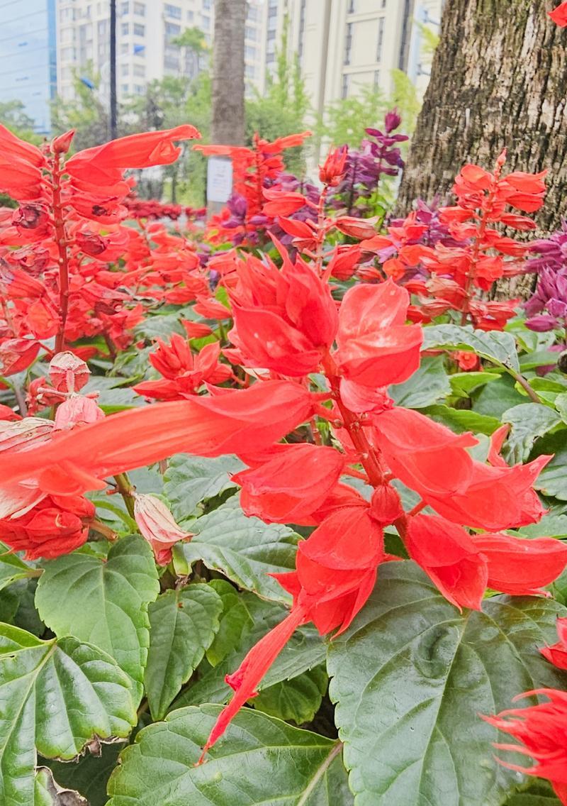 红色的花中哪些寓意吉祥？红色花的吉祥寓意有哪些？