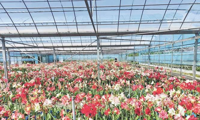 哪种花象征取得成功？成功之花有哪些？