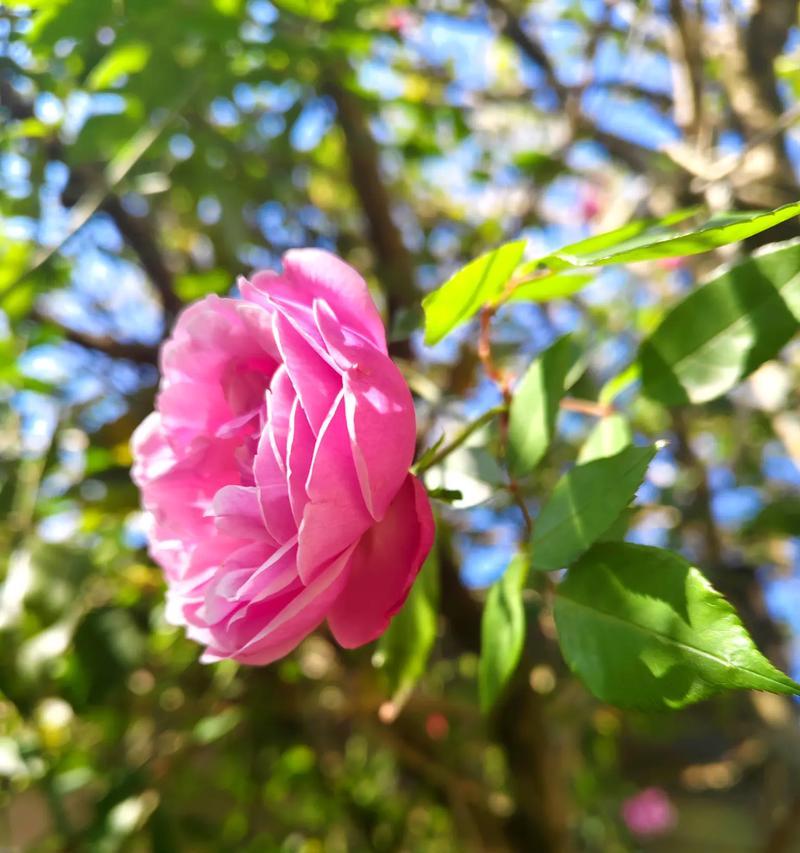 蓝白色月季花代表什么？月季花的花语有哪些？