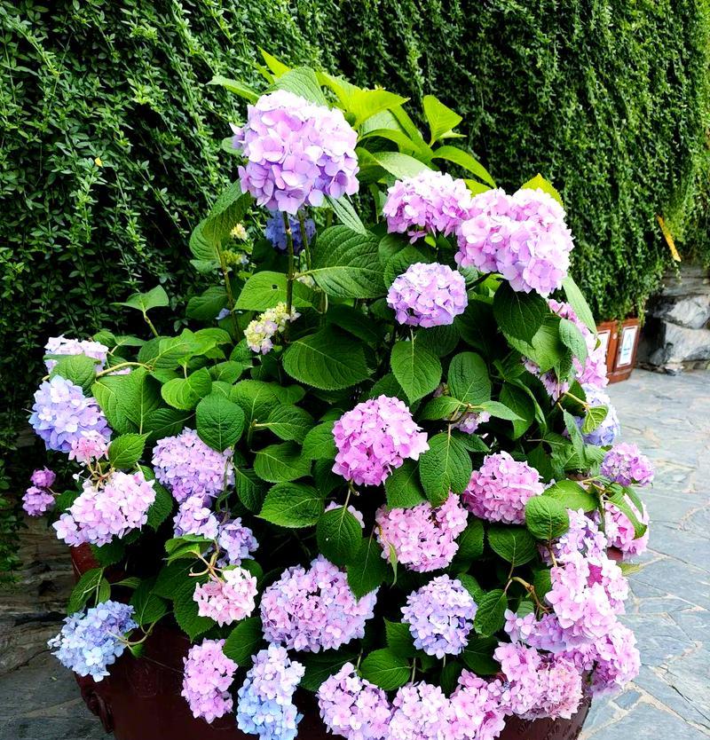 绿色为主色调的花象征着什么？