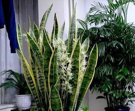 哪些花和植物寓意健康积极？