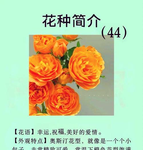 爱情中的花语有哪些？