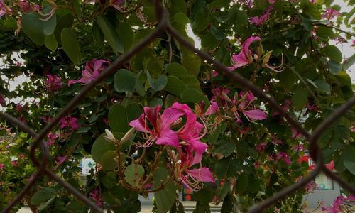 索玛花的花语是什么？它象征着什么？