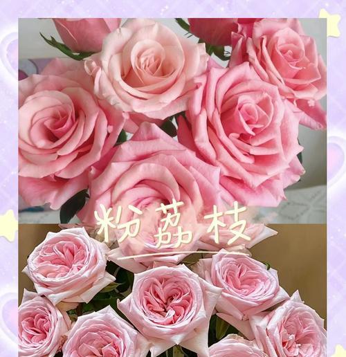 粉色玫瑰的寓意是什么？