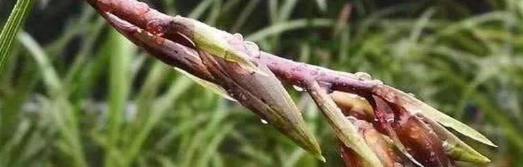花舞节有什么作用和意义？