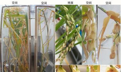 花舞节有什么作用和意义？