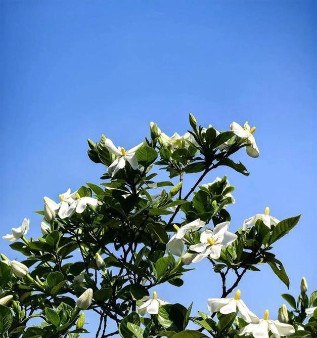蓝色栀子花代表什么？蓝色栀子花的寓意是什么？