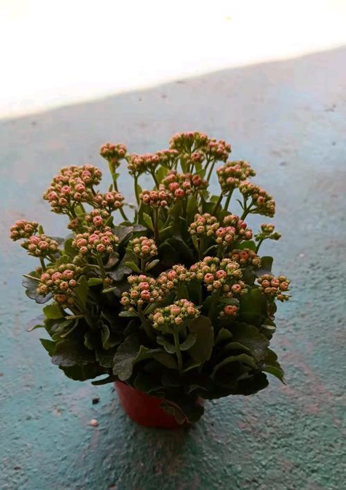手捧长寿花有何寓意？长寿花的象征意义是什么？