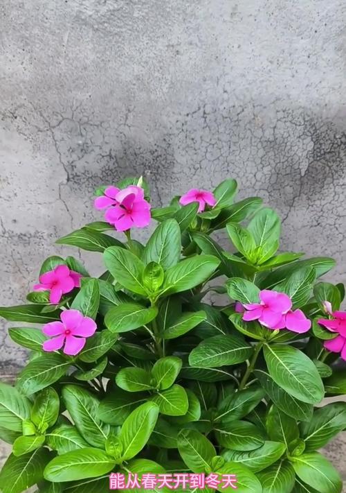 节节花是什么意思？节节花的寓意有哪些？