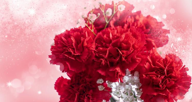 节节花是什么意思？节节花的寓意有哪些？