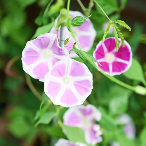 白色喇叭花象征着什么？在花语中代表了哪些含义？