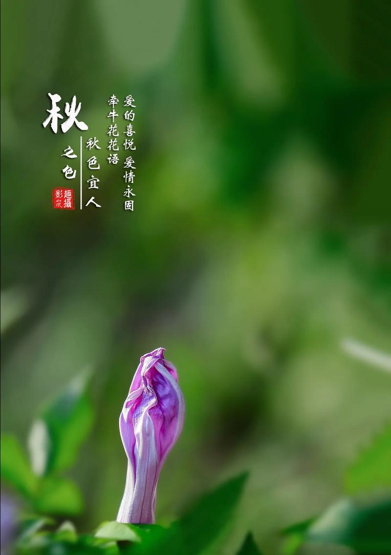 白色喇叭花象征着什么？在花语中代表了哪些含义？