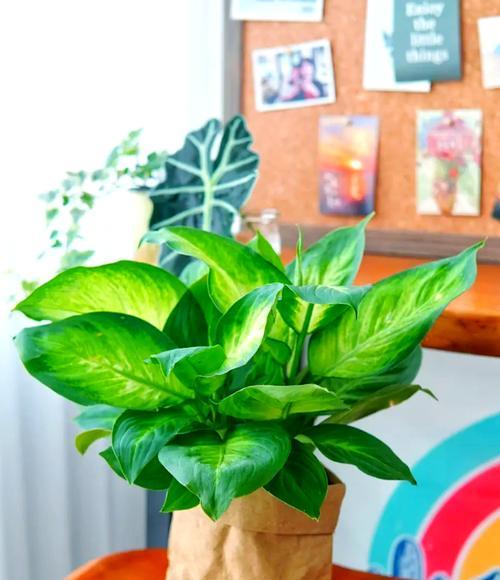 送老人什么植物花寓意好？老人适宜的寓意植物花有哪些？