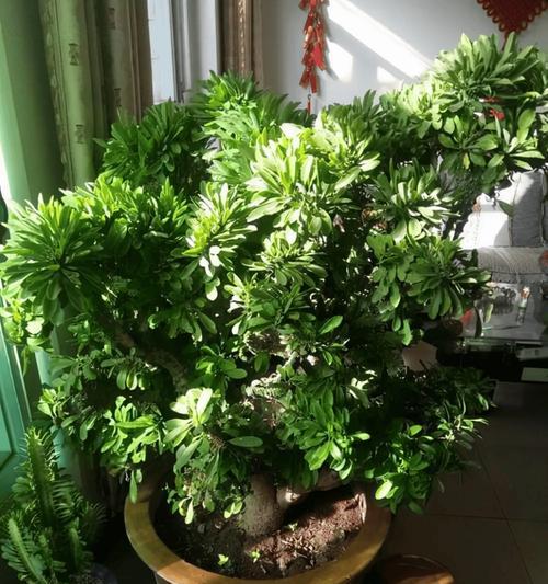 送老人什么植物花寓意好？老人适宜的寓意植物花有哪些？