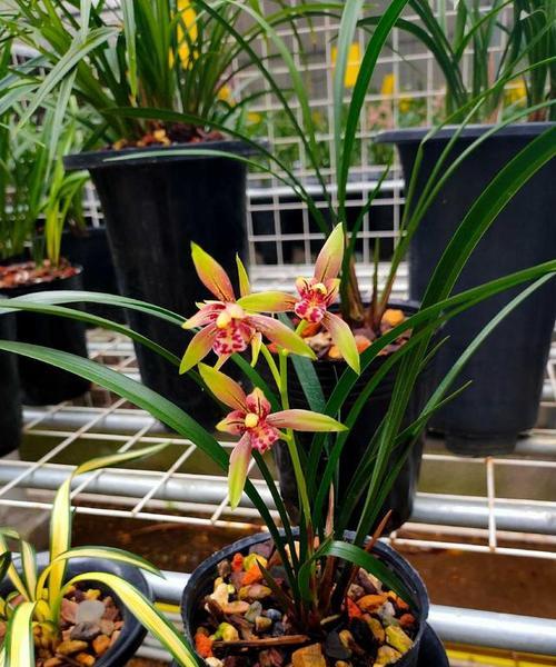 送老人什么植物花寓意好？老人适宜的寓意植物花有哪些？