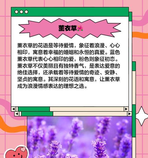五一开的花有哪些象征爱情？它们的花语是什么？