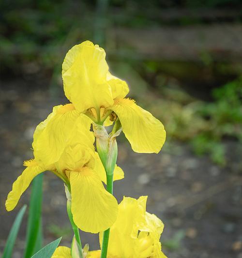 德国黄色寓意好的花是什么？黄色花在德国文化中有什么特别的含义？